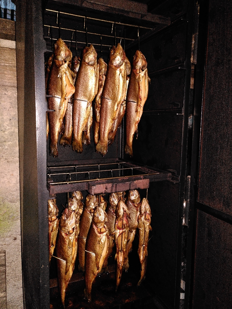 Frisch geräucherte Forellen im Räucherofen